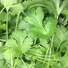 Load image into Gallery viewer, Cilantro: Coriander