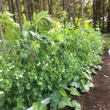 Load image into Gallery viewer, Pea: Early Frosty