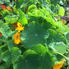 Load image into Gallery viewer, Nasturtium: Jewel Mix