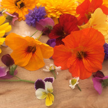 Load image into Gallery viewer, Nasturtium: Jewel Mix