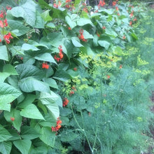 Load image into Gallery viewer, Bean: Scarlet Runner
