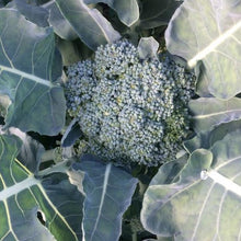 Load image into Gallery viewer, Broccoli: Waltham 29