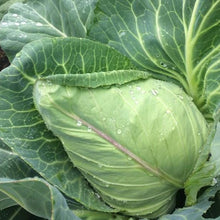 Load image into Gallery viewer, Cabbage: Early Jersey Wakefield