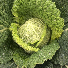 Load image into Gallery viewer, Cabbage: Perfection Savoy