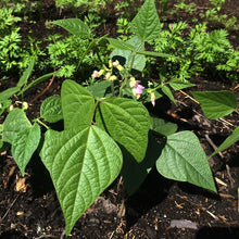 Load image into Gallery viewer, Bean: Provider