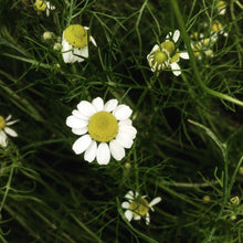Load image into Gallery viewer, Chamomile: German
