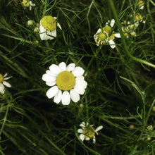 Load image into Gallery viewer, Chamomile: German