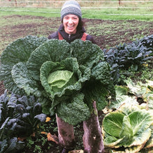 Load image into Gallery viewer, Cabbage: Perfection Savoy