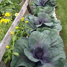 Load image into Gallery viewer, Cabbage: Red Acre