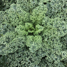 Load image into Gallery viewer, Kale: Blue Scotch Curled