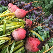 Load image into Gallery viewer, Beet: Golden Detroit
