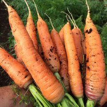 Load image into Gallery viewer, Carrot: Scarlet Nantes