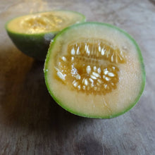 Load image into Gallery viewer, Muskmelon: Minnesota Midget