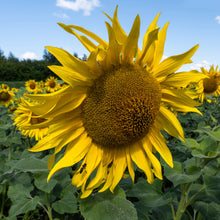 Load image into Gallery viewer, Sunflower: Mammoth