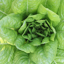 Load image into Gallery viewer, Lettuce: Parris Island Romaine