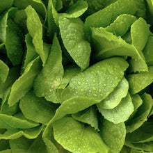 Load image into Gallery viewer, Lettuce: Parris Island Romaine