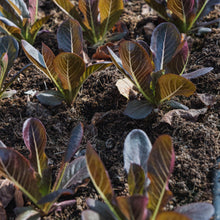 Load image into Gallery viewer, Lettuce: Red Romaine