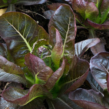 Load image into Gallery viewer, Lettuce: Red Romaine