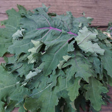 Load image into Gallery viewer, Kale: Red Russian