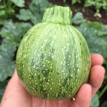 Load image into Gallery viewer, Zucchini: Ronde de Nice