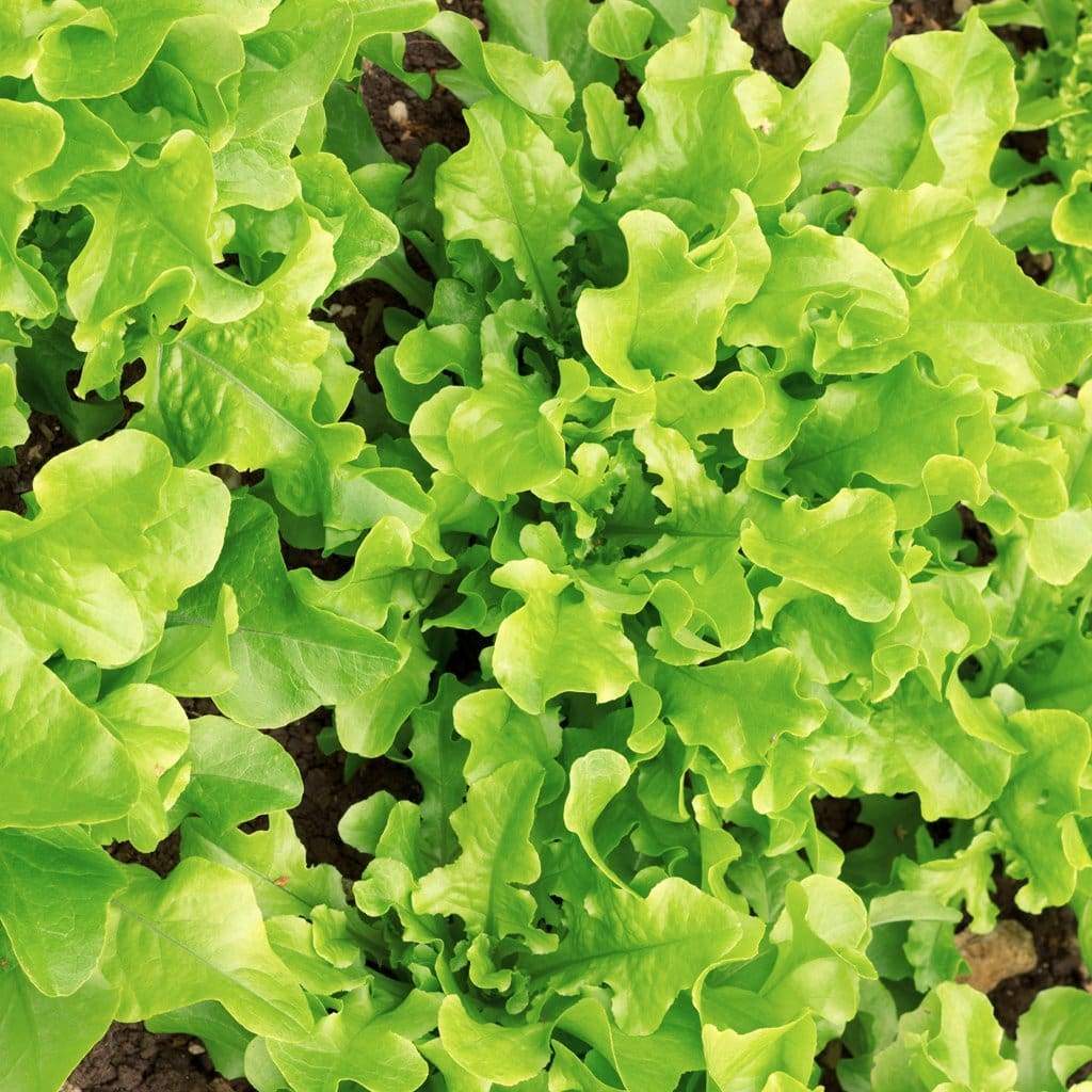 Lettuce: Salad Bowl