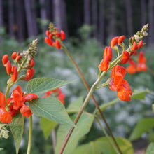 Load image into Gallery viewer, Bean: Scarlet Runner