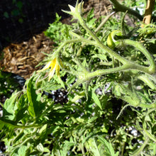 Load image into Gallery viewer, Tomato: Silvery Fir Tree