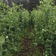 Load image into Gallery viewer, Pea: Sugar Ann