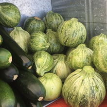 Load image into Gallery viewer, Zucchini: Ronde de Nice