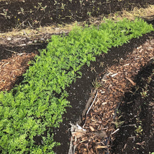 Load image into Gallery viewer, Cress: Chamsur