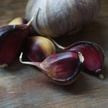 Load image into Gallery viewer, Seed Garlic: Russian Giant
