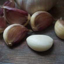 Load image into Gallery viewer, Seed Garlic: Carpathian
