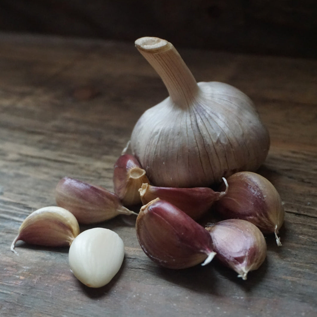 Seed Garlic: Killarney Red