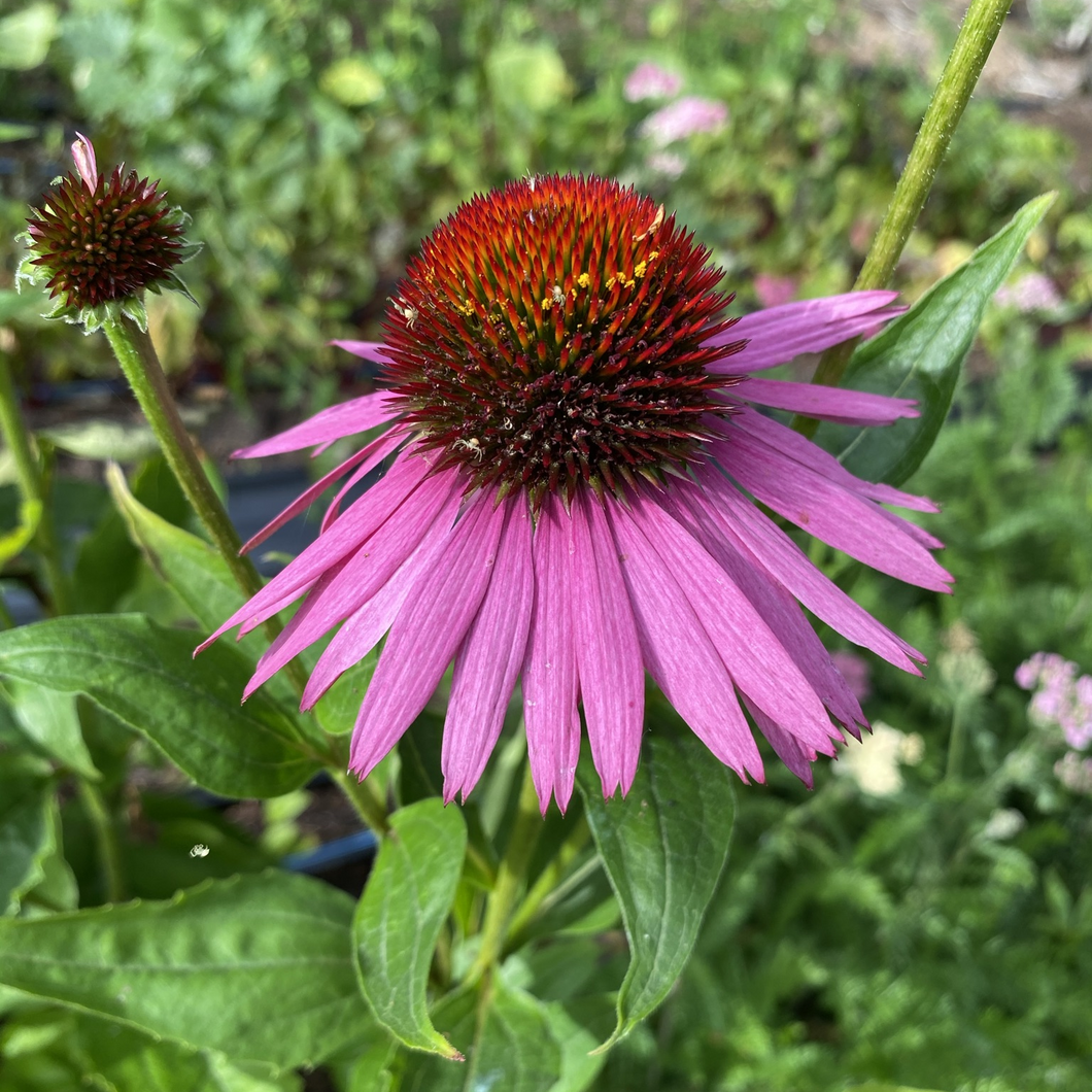 echinacea purpurea seeds for sale Echinacea: Purple Coneflower