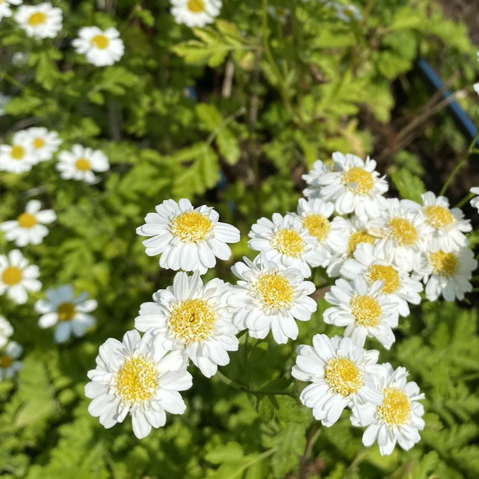 Feverfew Roots Feverfew: Common – Foundroot