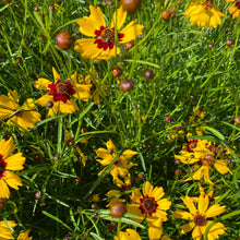 Load image into Gallery viewer, Coreopsis: Plains
