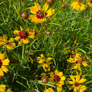 Coreopsis: Plains