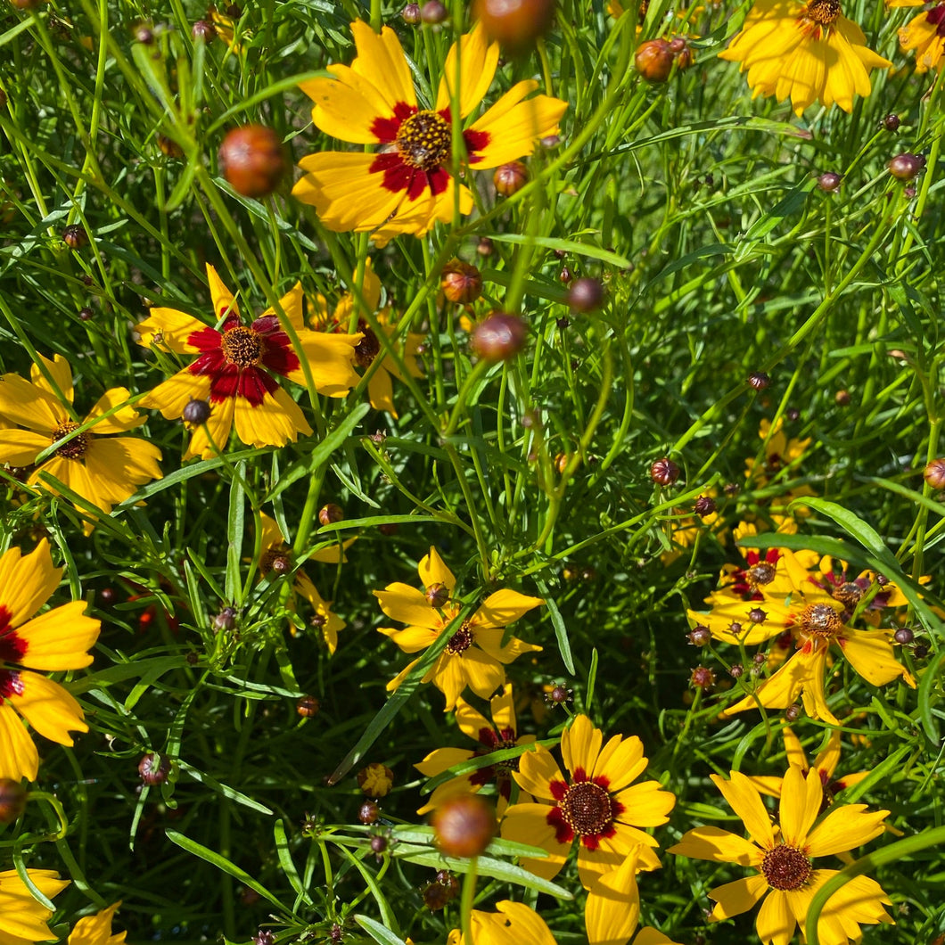 Coreopsis: Plains