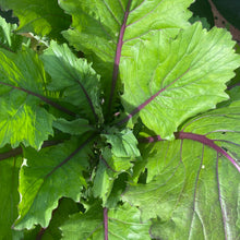 Load image into Gallery viewer, Pak Choi: Vivid
