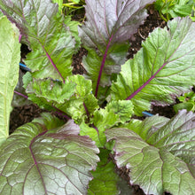 Load image into Gallery viewer, Pak Choi: Vivid
