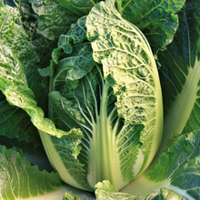 Load image into Gallery viewer, Cabbage: Kyoto No. 3
