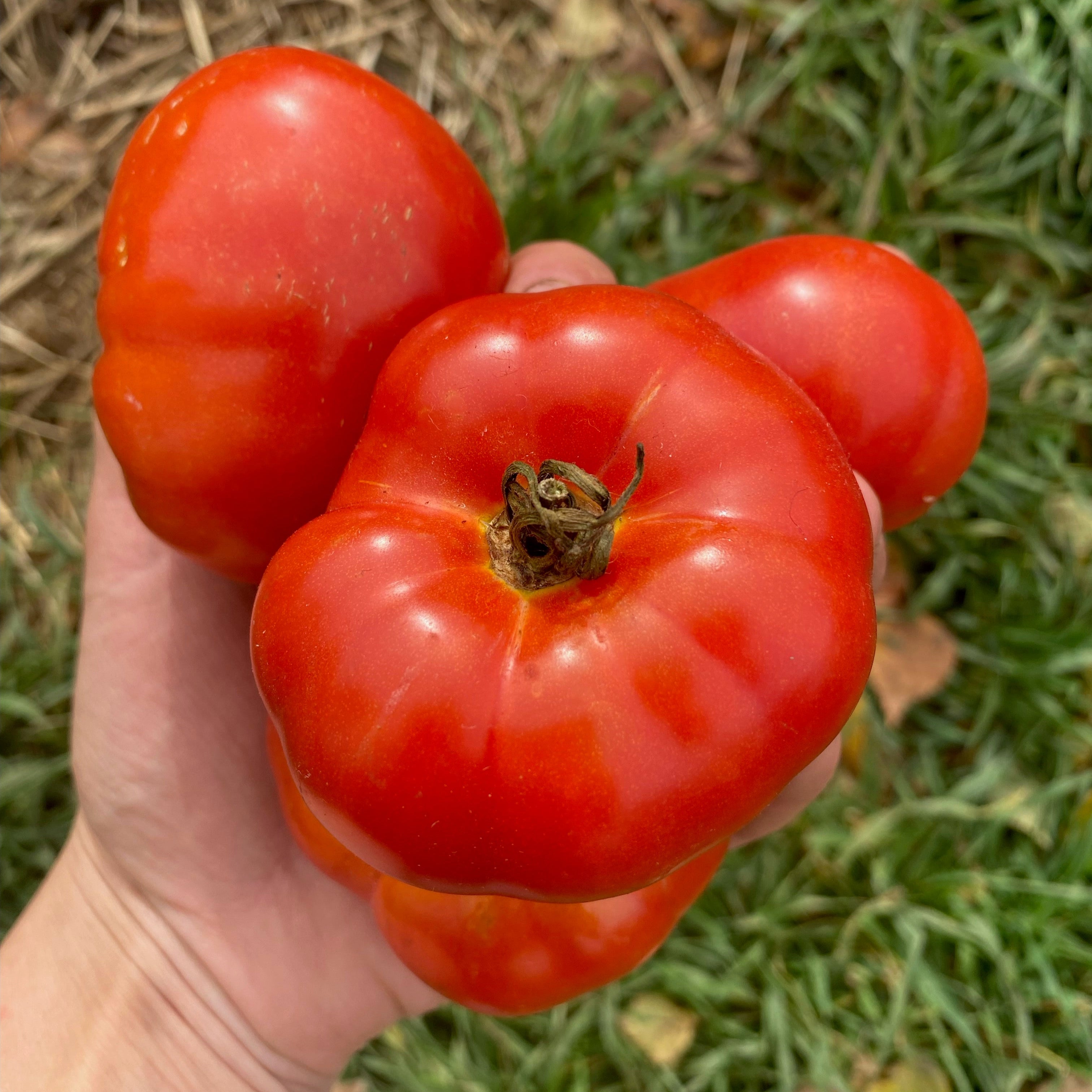 Tomato: Podsnezhnik – Foundroot