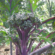 Load image into Gallery viewer, Broccoli: Purple Peacock
