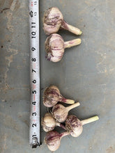 Load image into Gallery viewer, Seed Garlic: Carpathian
