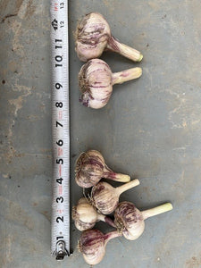 Seed Garlic: Carpathian