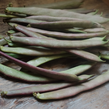 Load image into Gallery viewer, Bean: Tanya&#39;s Pink Pod
