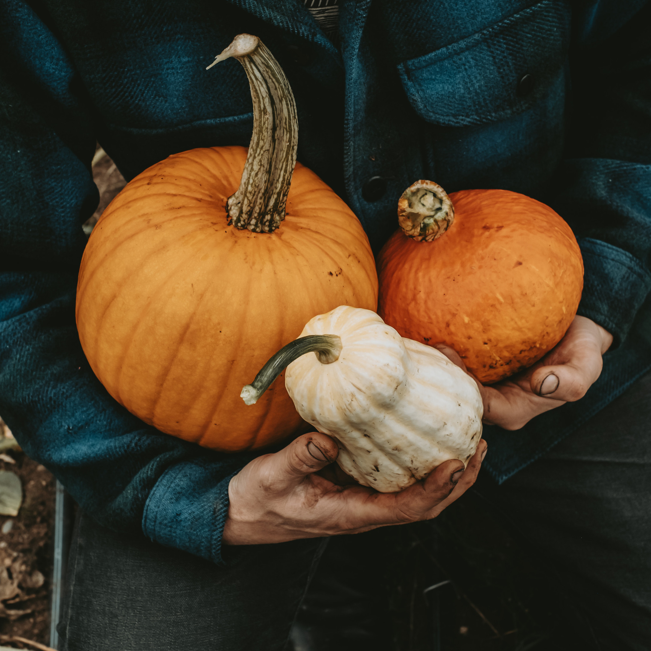 Pumpkin: Baby Pam – Foundroot
