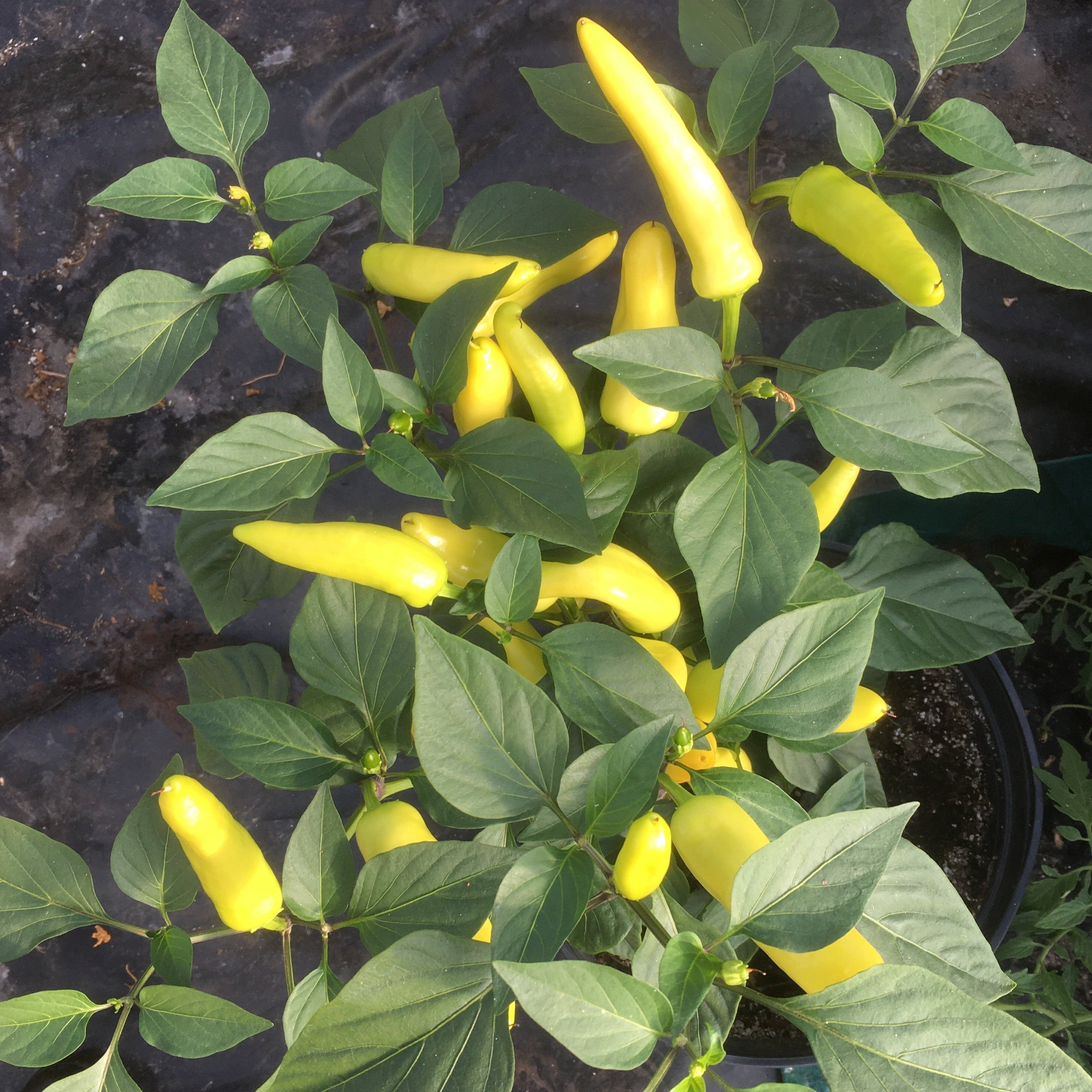 Pepper: Hungarian Hot Wax