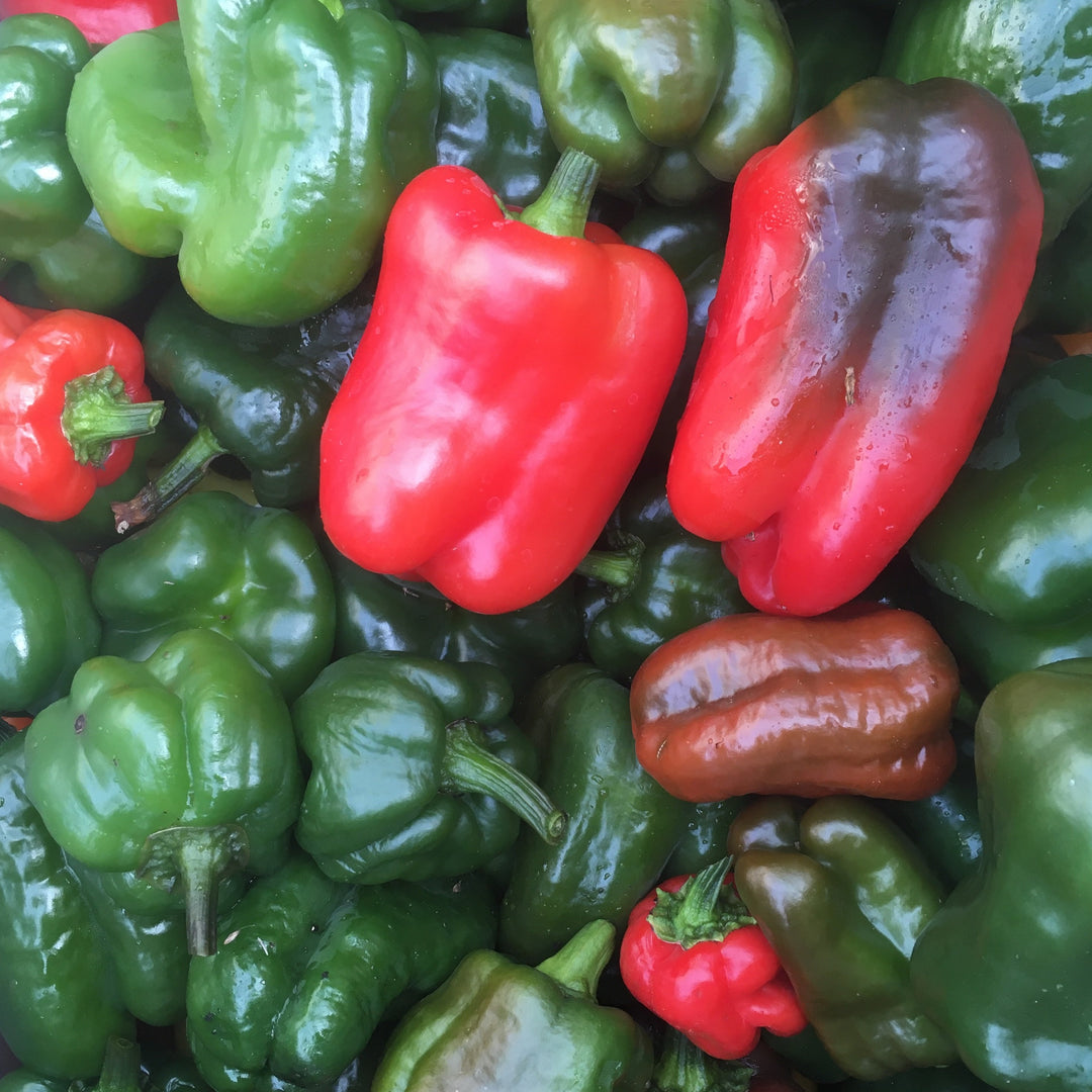 Pepper – Foundroot