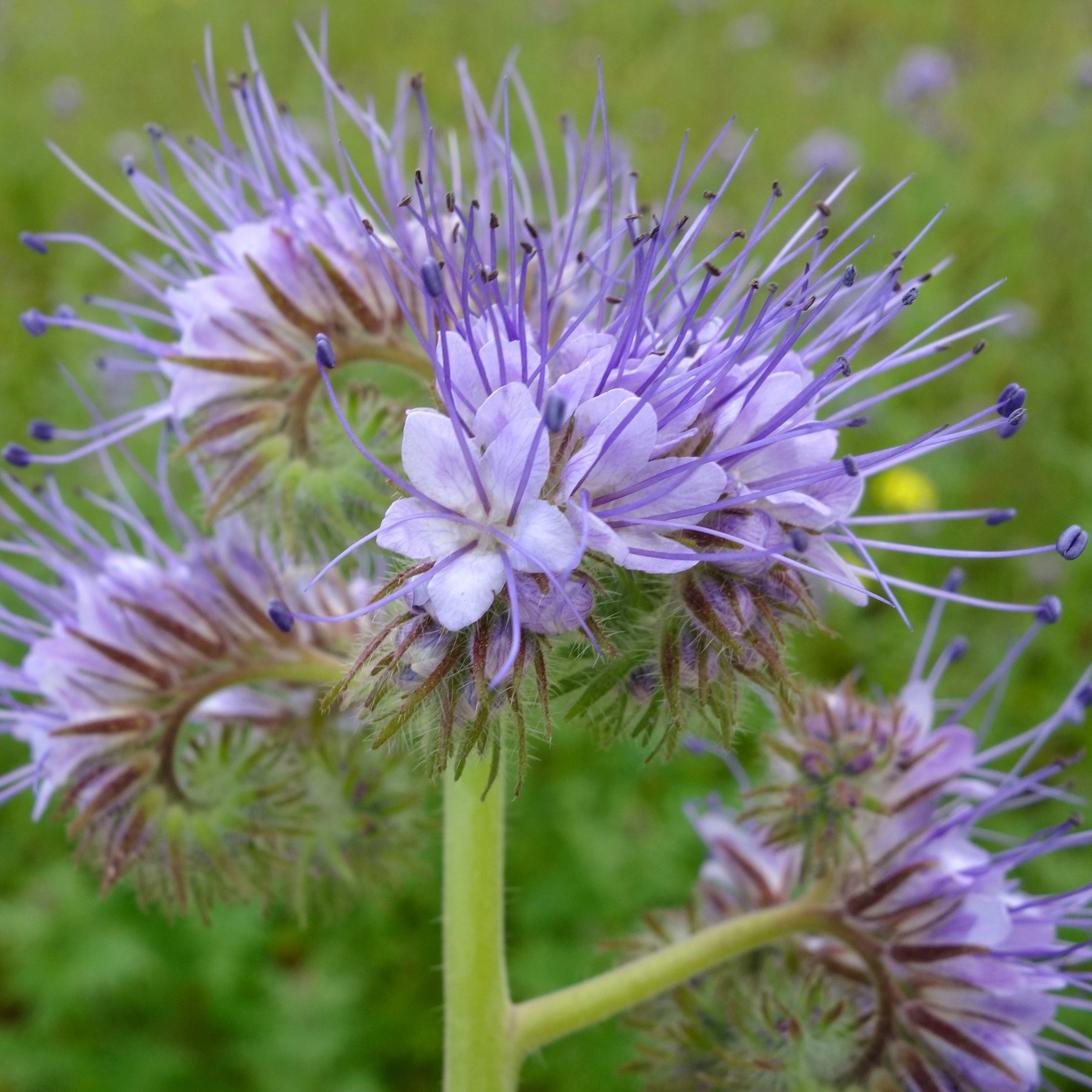 Bee's Friend: Lacy Phacelia – Foundroot